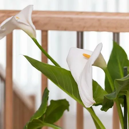 Affittacamere Gastehaus Frischhut 3*